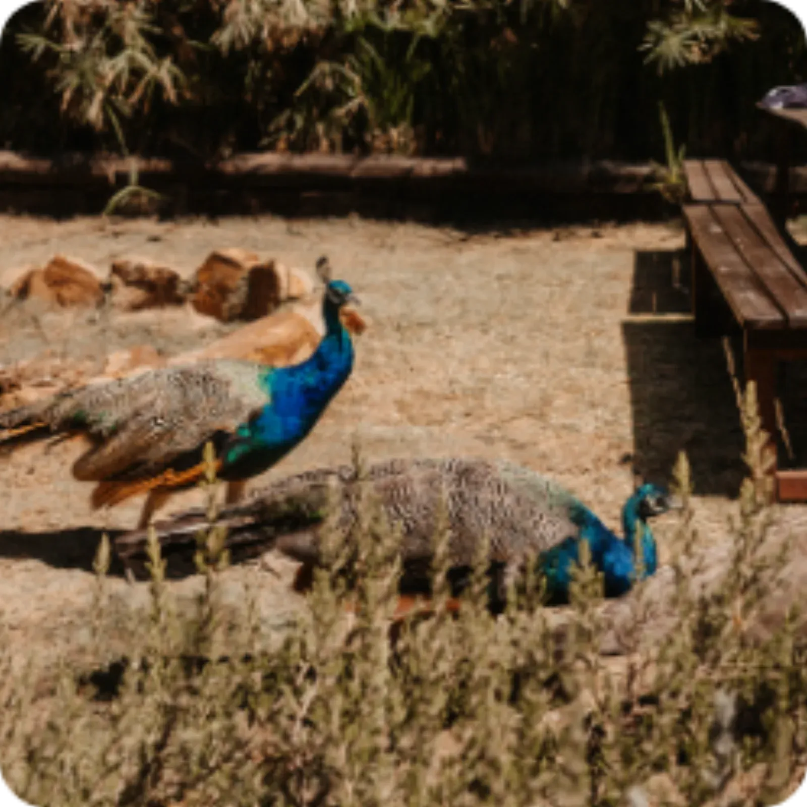 Peacocks wandering across the site in the morning